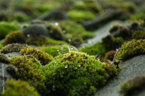 Canvastavla wet moss on a roof
