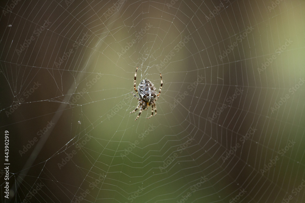 cross spider in garden cross spider in garden