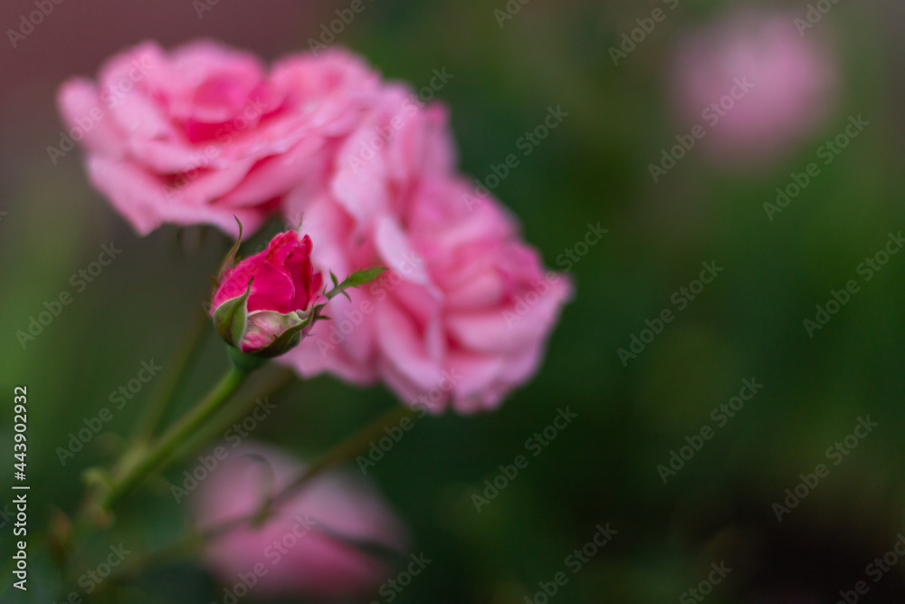 raindrops on a blossoming rose
raindrops on a blossoming rose