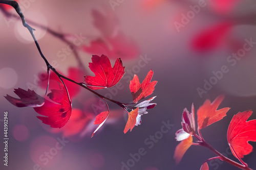 Bright  autumn summer natural background. Red leaves in forest. Magical nature of autumn.