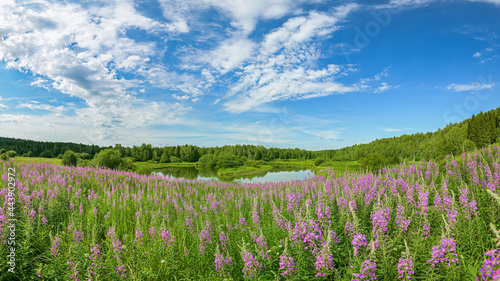Summer panoramic landscape with Ivan tea, Chamaenerion, wildflowers and trees on a wide meadow, a winding river and a forest in the distance, clouds in the blue sky