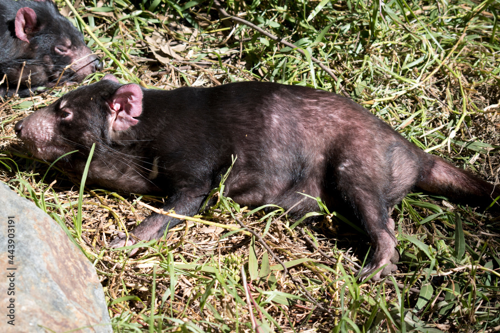 the Tasmania devil is black with pink ears and a white stripe on its shoulders the Tasmania devil is black with pink ears and a white stripe on its shoulders