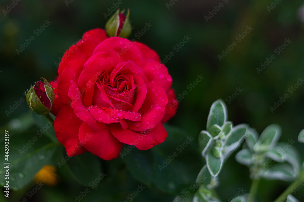 red rose in garden. raindrops on a blossoming rose
red rose in garden. raindrops on a blossoming rose