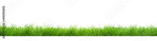 Beautiful lush green grass on white background. Banner design