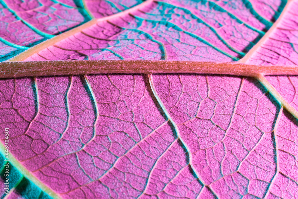 Fotografie plant leaf close-up with purple backlight. Use as background