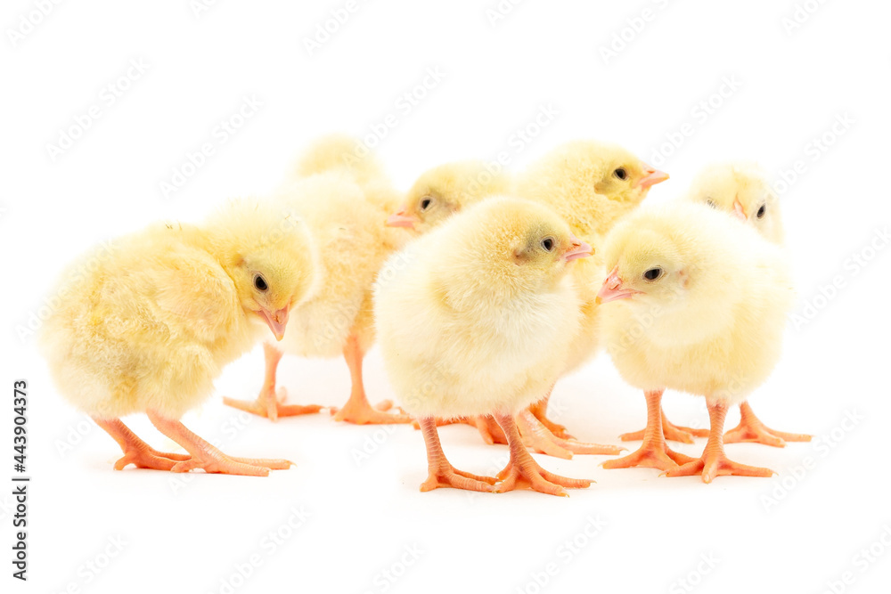 Chicks isolated on white