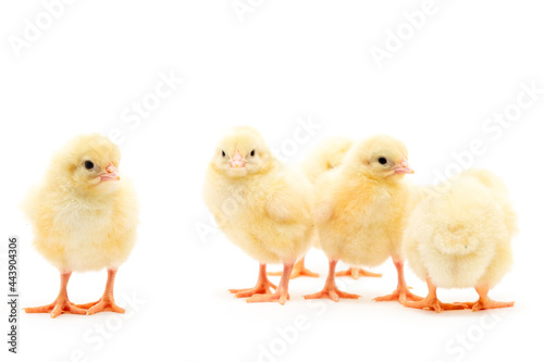 Chicks isolated on white © Артём Зайцев
