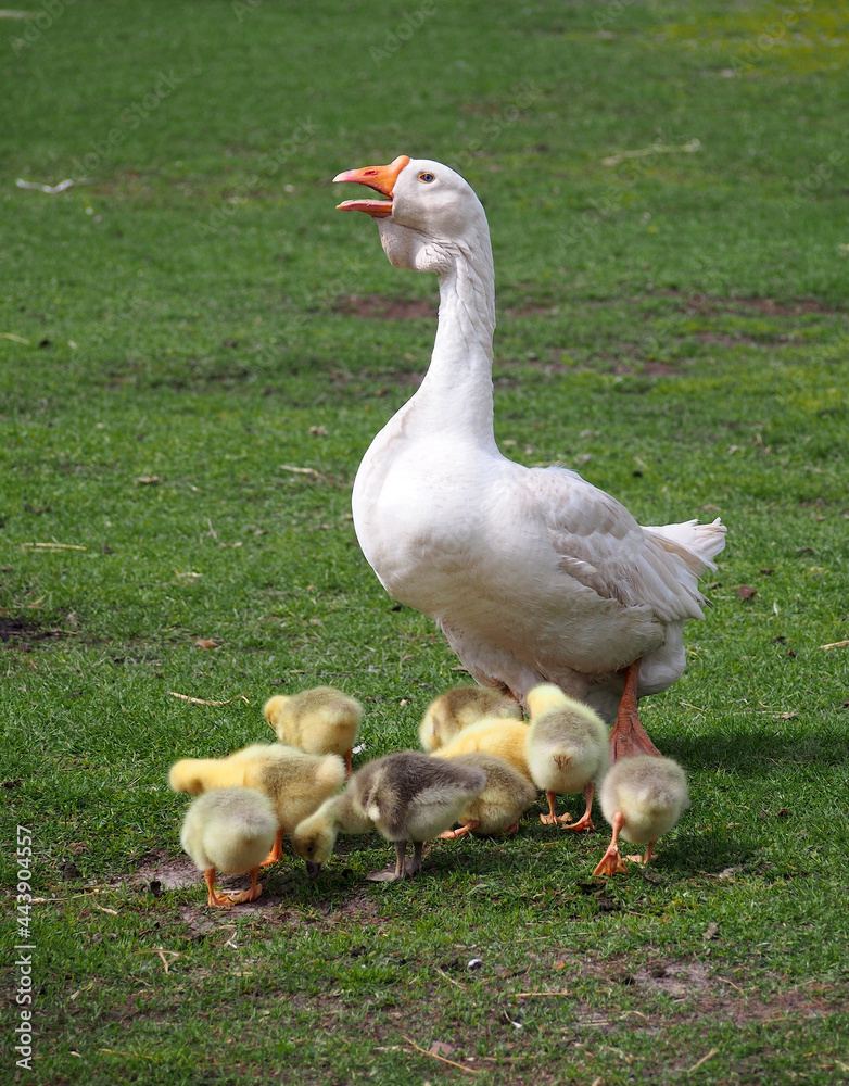 White goose with brood geese in a meadow White goose with brood geese in a meadow