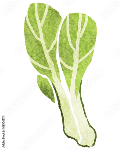 小松菜 手描きイラスト