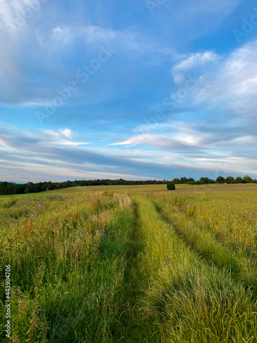 Fields 