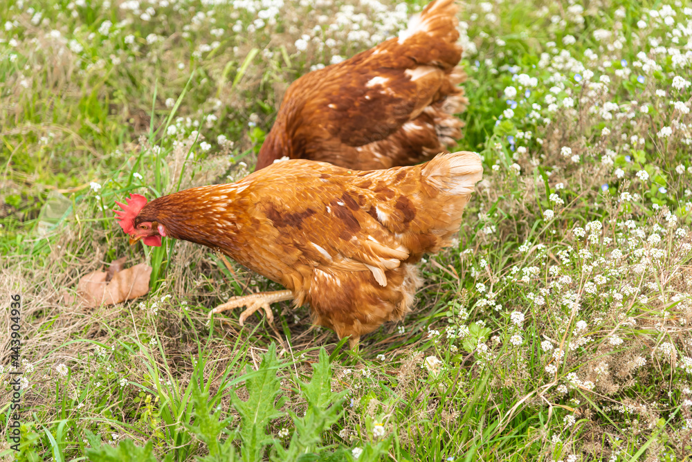 Fototapeta premium have chickens in a private outdoor enclosure their eggs are of high quality