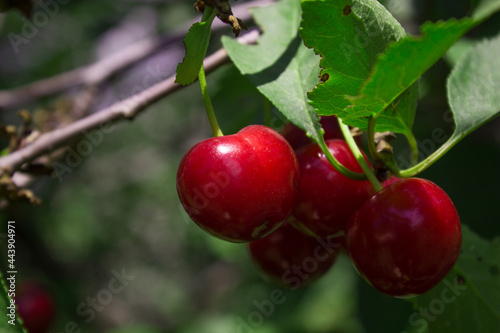 Fotografie Wild cherry berries