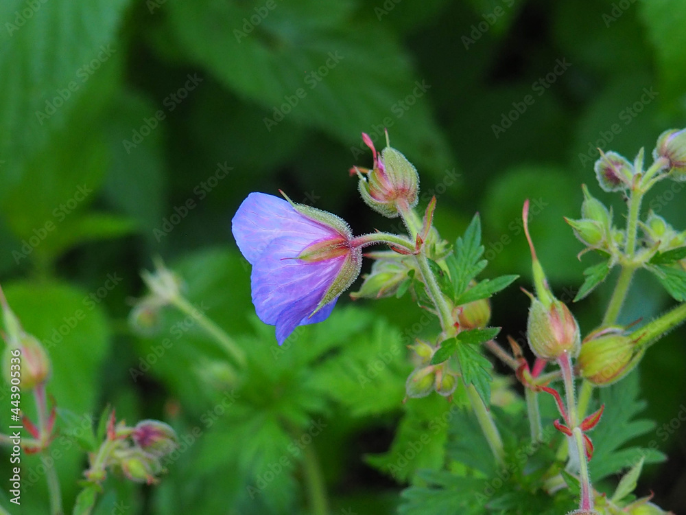 Beautiful Flowers in the Summer Park Beautiful Flowers in the Summer Park