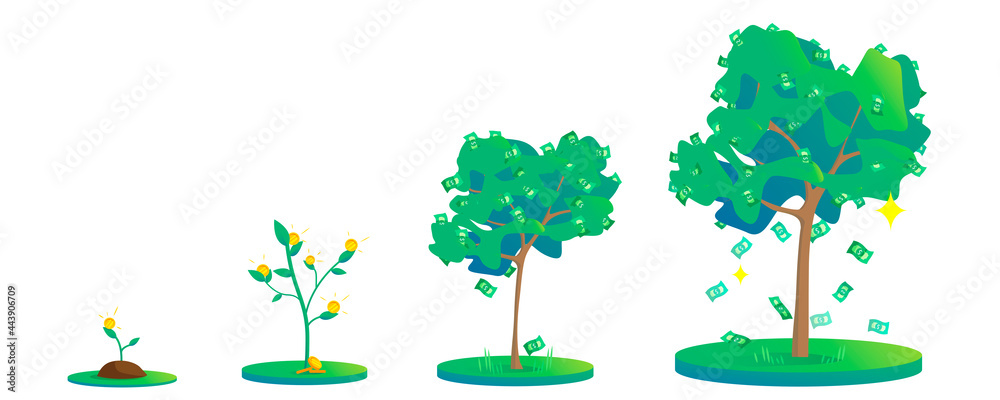 Fototapeta premium Growth stages of a cash tree