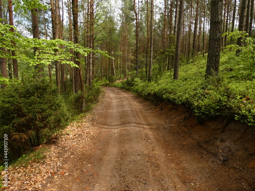 Forest road in mixed forest in late spring, Wdzydze Landscape Park, Pomeranian Province, Poland