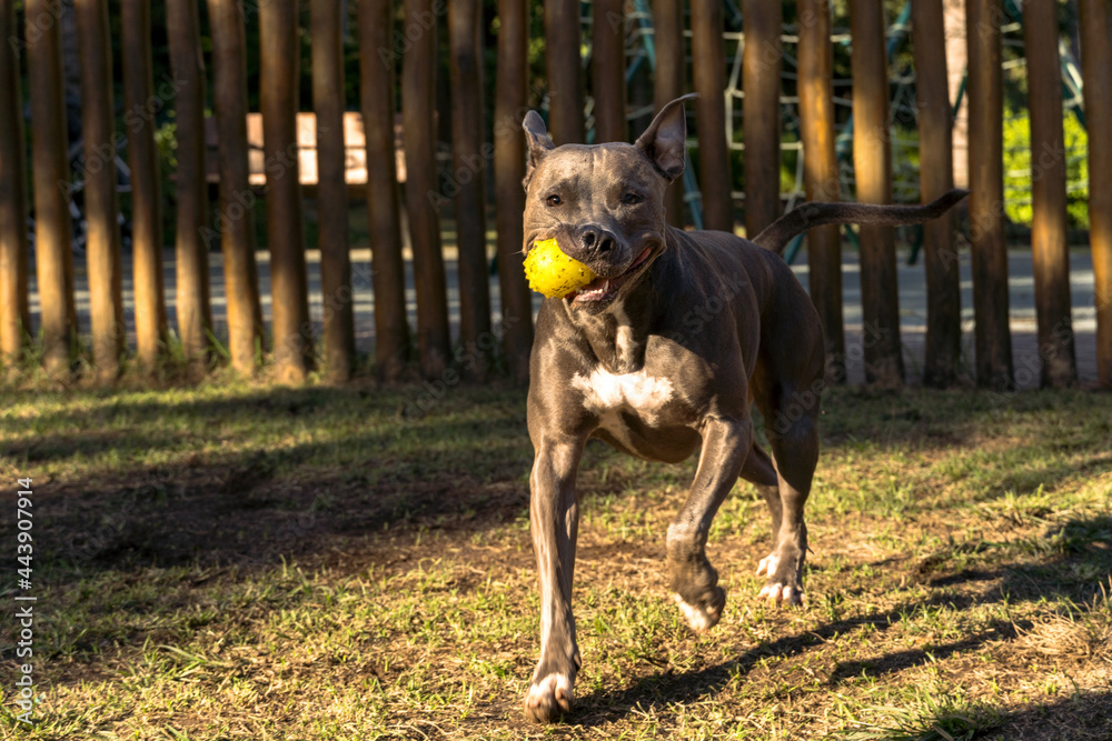 Pit bull dog playing in the park at sunset. Blue nose pitbull on sunny day in a dog park with green grass and wooden fence. Silhouette and selective focus.