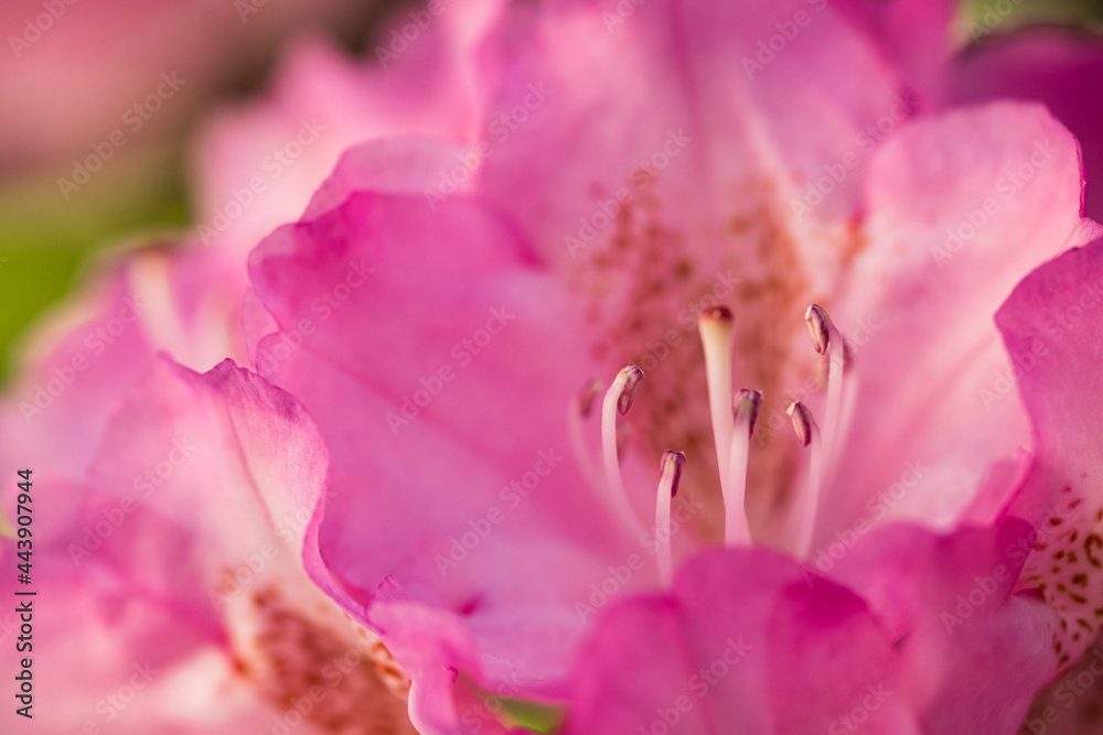 Beautiful rhododendron flower close up photo.