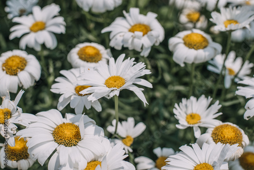 White daisy flowers in a garden