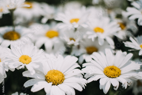 White daisy flowers in a garden