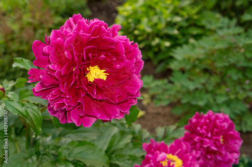 Fototapeta Naklejka Na Ścianę i Meble -  Beautiful peony flower of burgundy color blooming on flowerbed.
