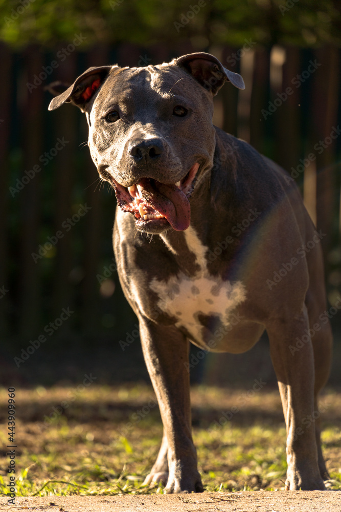 Pit bull dog playing in the park at sunset. Blue nose pitbull on sunny day in a dog park with green grass and wooden fence. Silhouette and selective focus.
