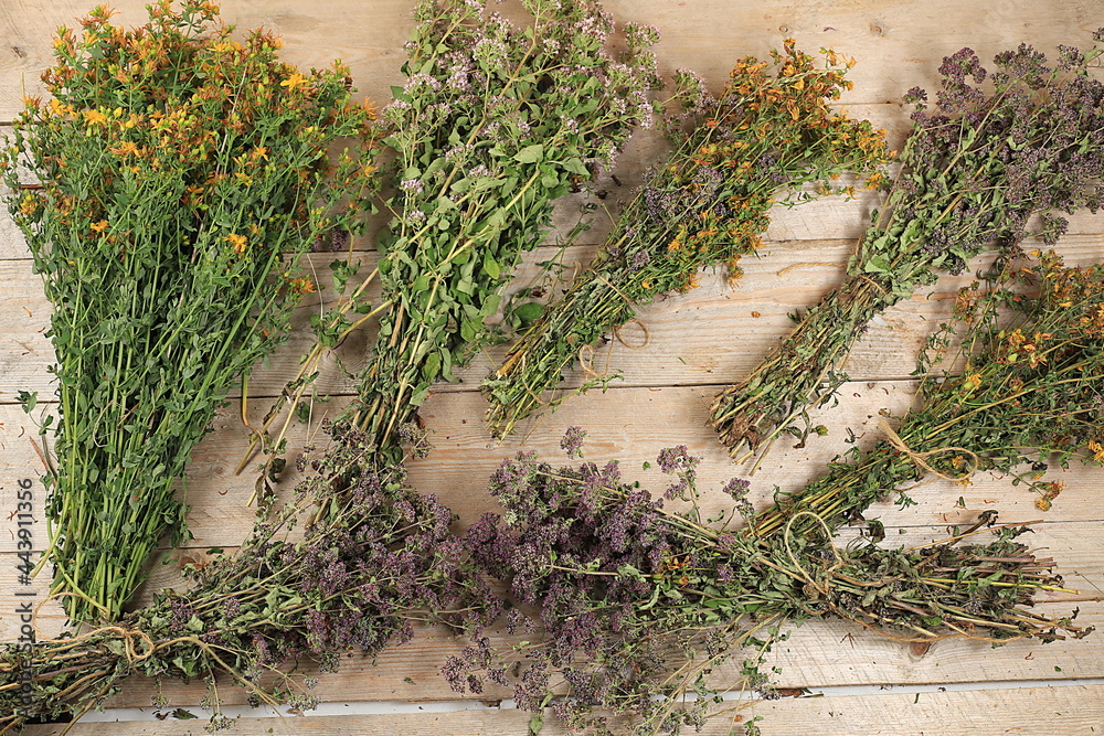Set of medicinal plants and wild herbs, concept of alternative medicine and natural cosmetics, background, mint, chamomile, oregano and yarrow are used to treat diseases, flat lay, selective focus Set of medicinal plants and wild herbs, concept of alternative medicine and natural cosmetics, background, mint, chamomile, oregano and yarrow are used to treat diseases, flat lay, selective focus