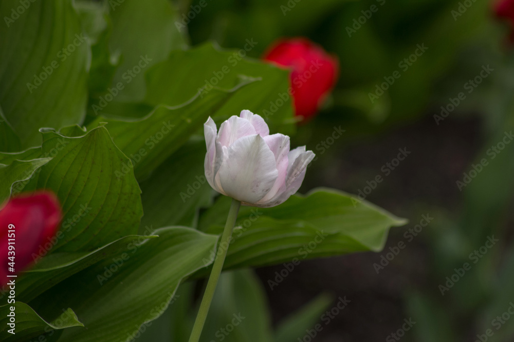 White-pink and red tulips on a background of green leaves