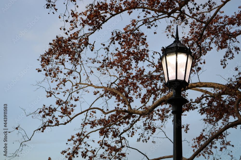 street lamp in the park - Buenos Aires, Argentina street lamp in the park - Buenos Aires, Argentina