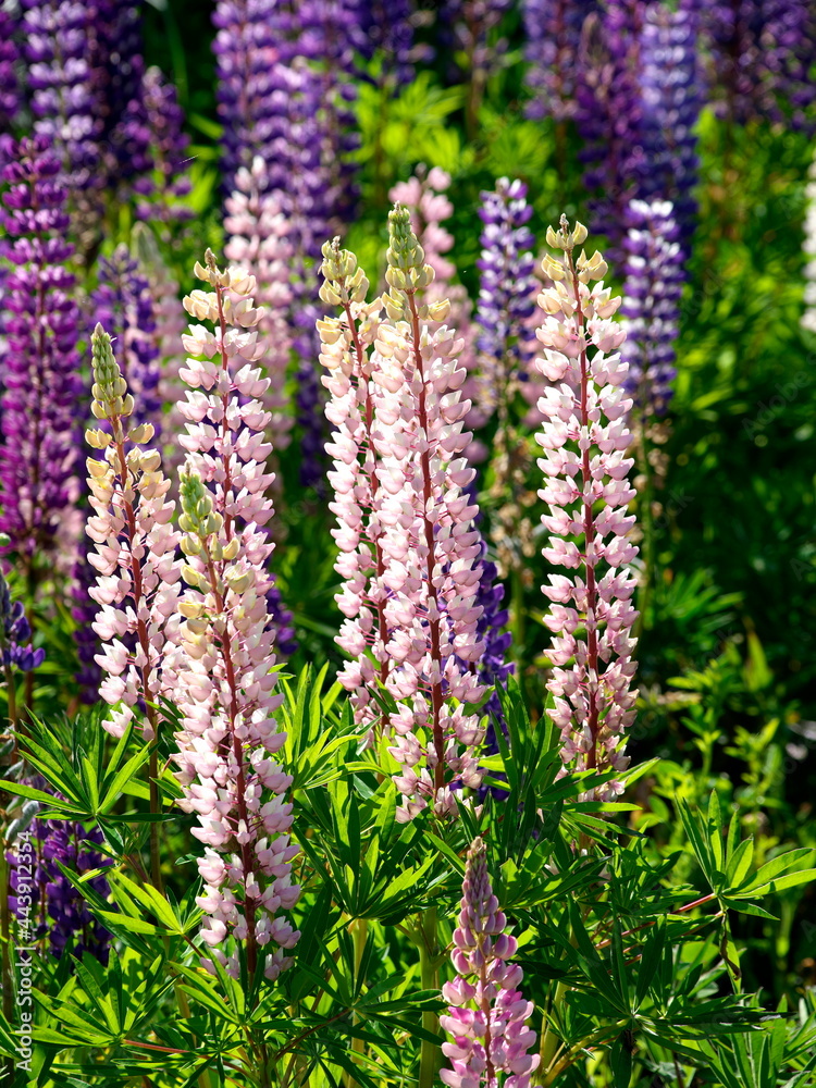 Hokkaido,Japan - June 24, 2021: Colorful lupin flowers in Shiretoko, Hokkaido, Japan, in summer
Hokkaido,Japan - June 24, 2021: Colorful lupin flowers in Shiretoko, Hokkaido, Japan, in summer