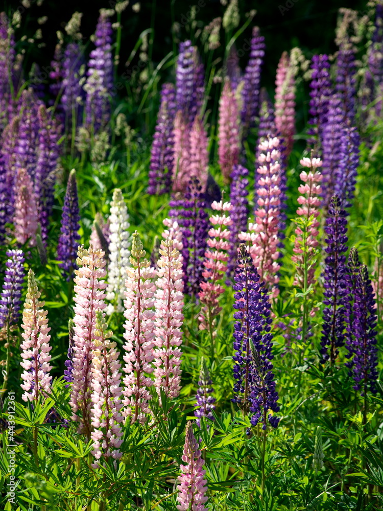 Hokkaido,Japan - June 24, 2021: Colorful lupin flowers in Shiretoko, Hokkaido, Japan, in summer
Hokkaido,Japan - June 24, 2021: Colorful lupin flowers in Shiretoko, Hokkaido, Japan, in summer