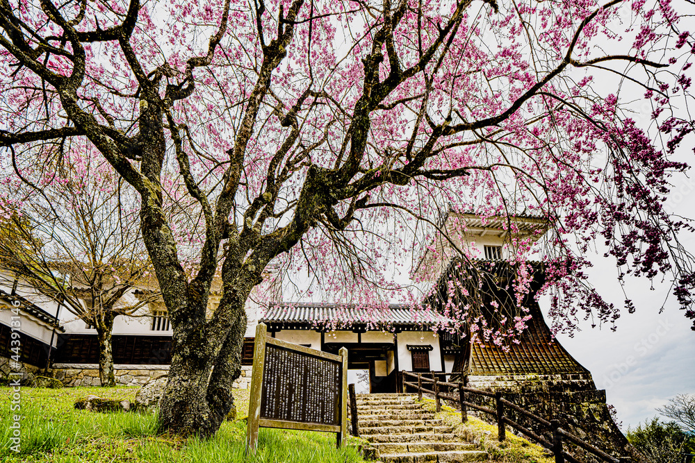 岩村城の桜　石段と太鼓櫓と表御門