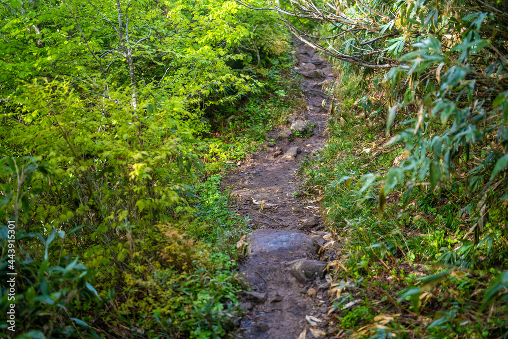 雨飾山 登山道の風景