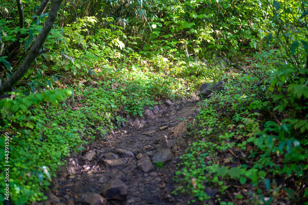 雨飾山 登山道の風景 雨飾山 登山道の風景