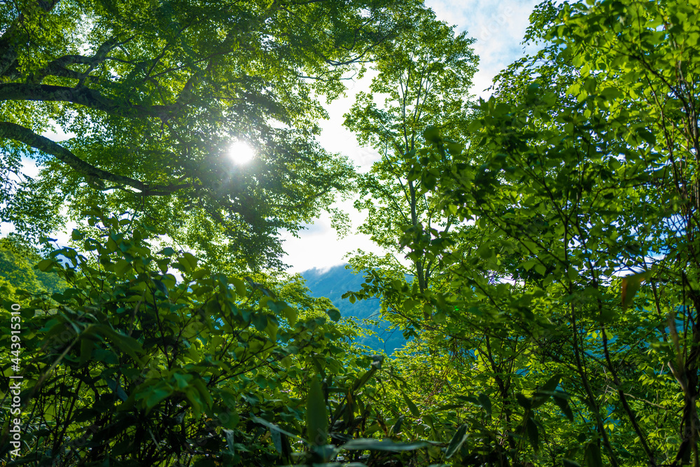 雨飾山 登山道の風景 雨飾山 登山道の風景