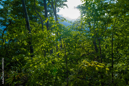 雨飾山 登山道の風景