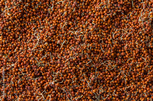 Close up of Finger Millet (Ragi) or kodo or Eleusine coracana Seeds . An ancient cereal crop grown in Africa and Asia.