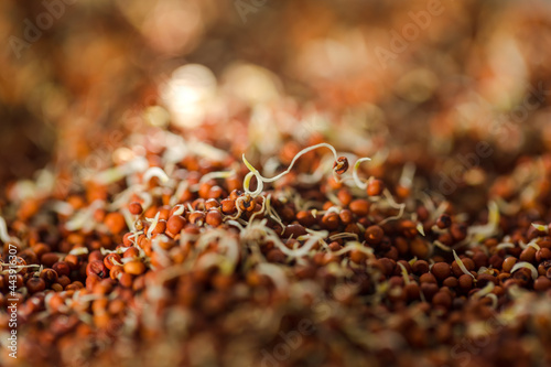 Close up of Finger Millet (Ragi) or kodo or Eleusine coracana Seeds . An ancient cereal crop grown in Africa and Asia.