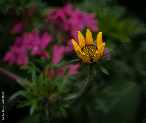 Yellow and Pink Flowers