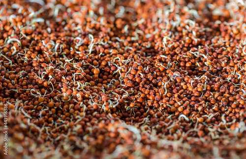 Close up of Finger Millet (Ragi) or kodo or Eleusine coracana Seeds . An ancient cereal crop grown in Africa and Asia.