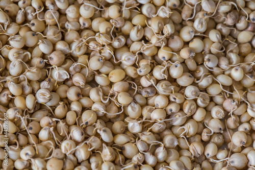 Close up of Sprouted Sorghum (Jowar) or  Egyptian millet Seeds . Sorghum is an ancient cereal grain belonging to the grass family Poaceae.