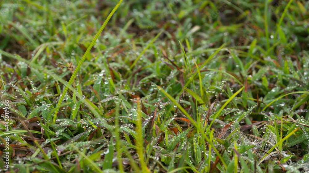 Dew dripping on the grass in the morning, a suitable image as a wallpaper, background image or graphic resource and for motivational inspiration