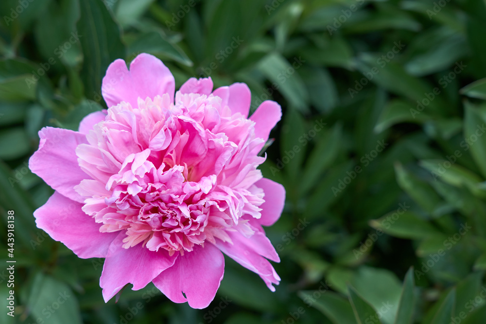 Pink flower peony against the background of green grass.