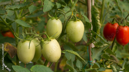 Tomato vegetable in the farmer's plantation, entering the harvest season