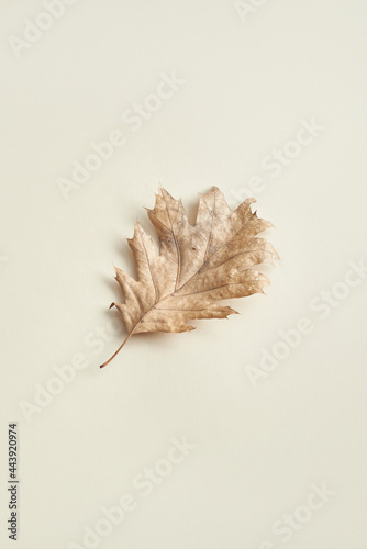 One dry leaf