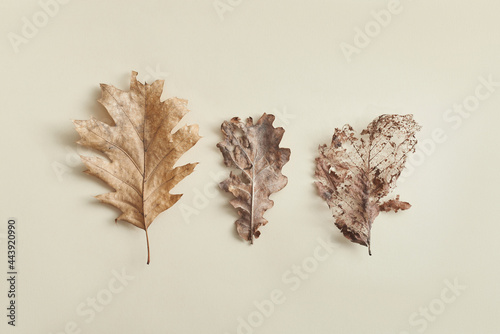 Three dry leaves photo