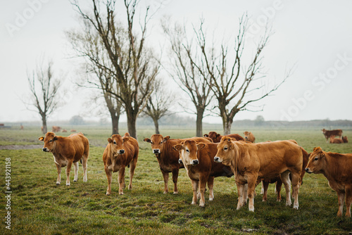 a meadow full of brown cows photo