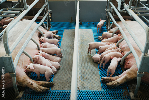 Little piglets drinking from mother pig