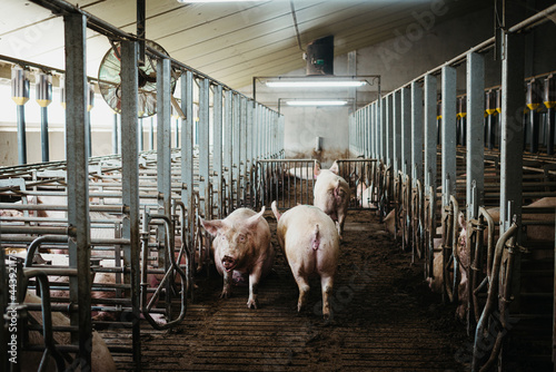 Indoor pig farm photo