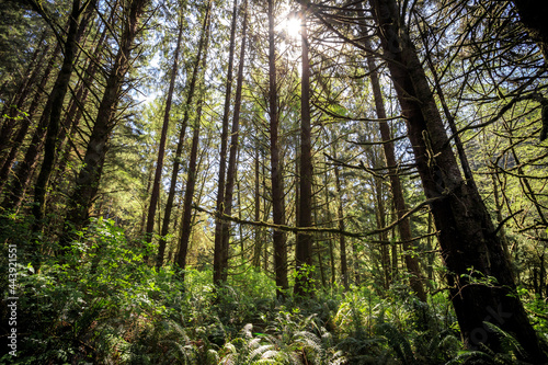 Forest at Fern Canyon, Prairie Creek Redwoods State Park in Humboldt County, California, © Stephen