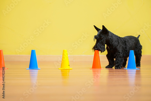 Photos Scottish Terrier dog sniffing cones for scent in nose work competition